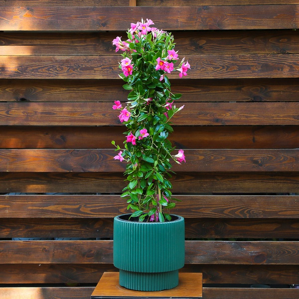 Мандевіла (Mandevilla Sand. 'Eagle Eye')