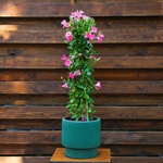 Мандевіла (Mandevilla Sand. 'Eagle Eye')
