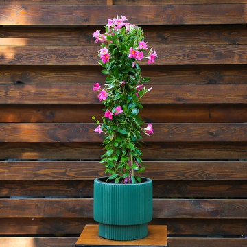 Мандевіла (Mandevilla Sand. 'Eagle Eye')