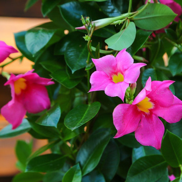 Мандевіла (Mandevilla Sand. 'Eagle Eye')