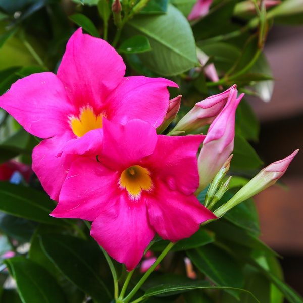 Мандевіла (Mandevilla Sand. 'Eagle Eye')
