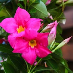 Мандевіла (Mandevilla Sand. 'Eagle Eye')