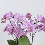 Орхідея фаленопсис міні рожевий