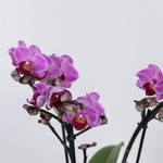Орхідея фаленопсис міні фіолетовий