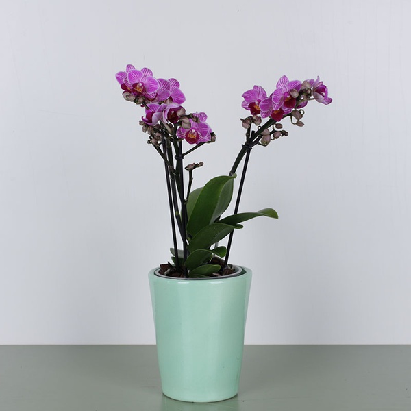 Orchid phalaenopsis mini purple