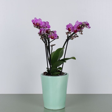 Орхидея фаленопсис мини фиолетовый