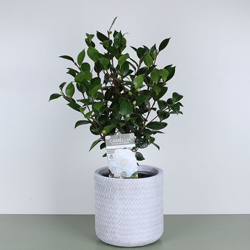 Camellia japonica white
