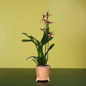 Orchid Brassia