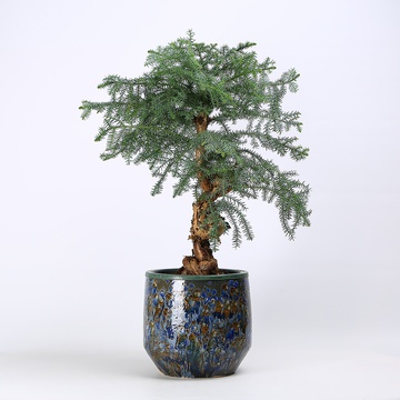 Araucaria