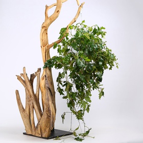 Cissus Ellen Danica