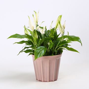Spathiphyllum plant, size S