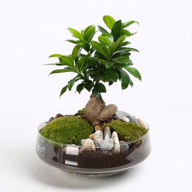 Composition Ficus Ginseng
