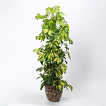 Schefflera size L