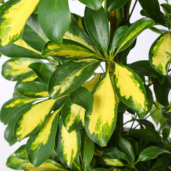 Schefflera size L