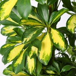 Schefflera size L