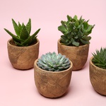 Суккулент микс