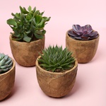 Суккулент микс