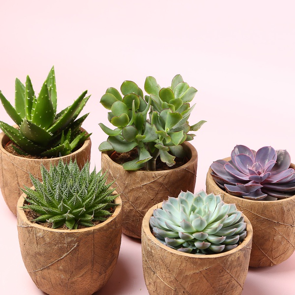 Суккулент микс