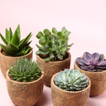 Суккулент микс