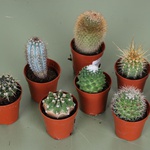 Cactus mini mix