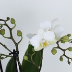 Орхидея Фаленопсис белый мини
