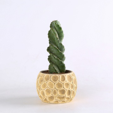 Цереус (Cereus)