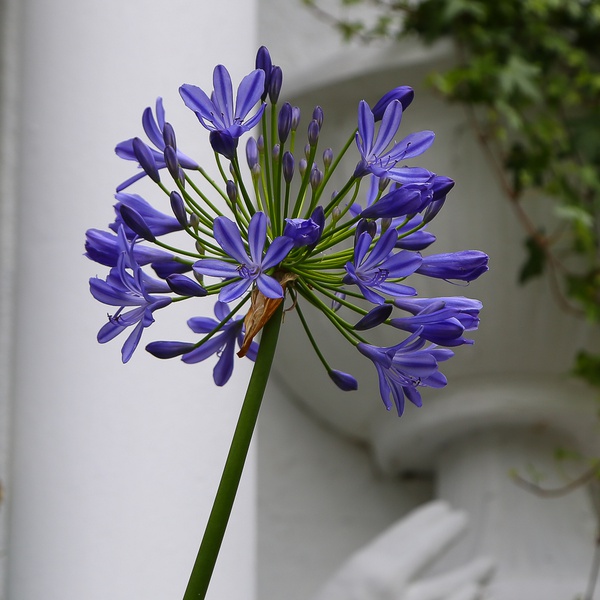 Агапантус блакитний (Agapanthus Big Blue)