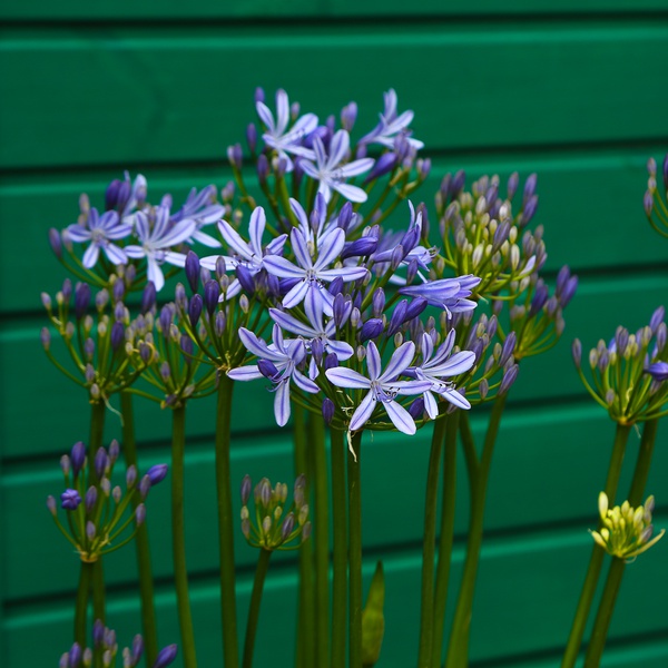 Агапантус блакитний (Agapanthus Big Blue)
