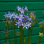 Агапантус блакитний (Agapanthus Big Blue)