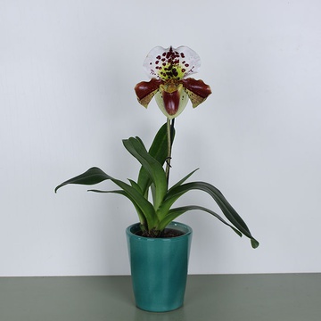 Orchid Paphiopedilum