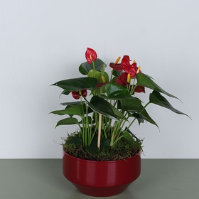 Anthurium composition