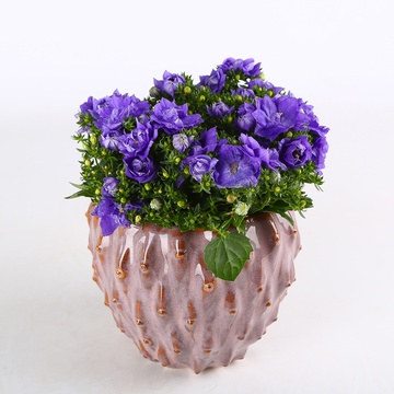 Дзвіночок (Campanula)
