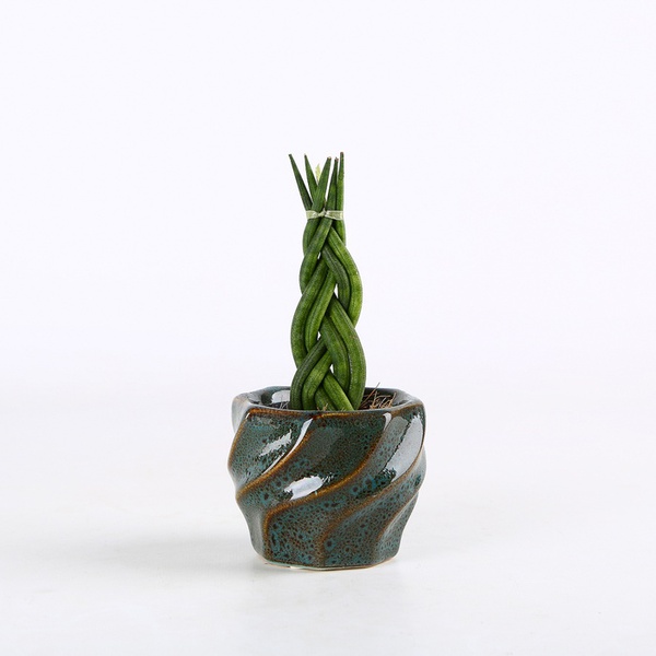 Сансевьерия цилиндрическая (Sansevieria cylindrica)