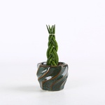 Сансевьерия цилиндрическая (Sansevieria cylindrica)