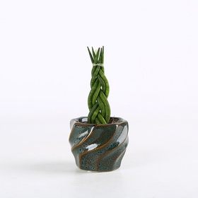 Сансевьерия цилиндрическая (Sansevieria cylindrica)