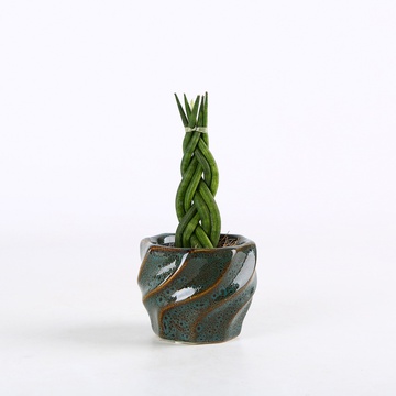 Сансевьерия цилиндрическая (Sansevieria cylindrica)
