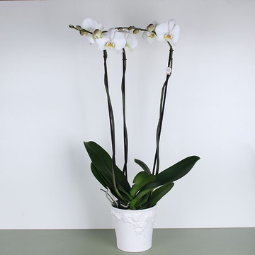 Орхидея королевская 3 ветви