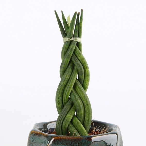 Сансевьерия цилиндрическая (Sansevieria cylindrica)