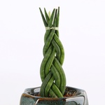 Сансевьерия цилиндрическая (Sansevieria cylindrica)