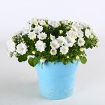 Дзвіночок (Campanula)