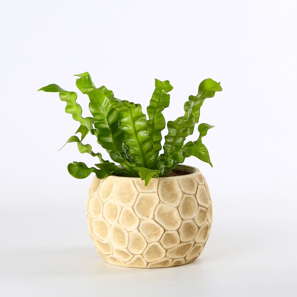Asplenium Crispy Wave