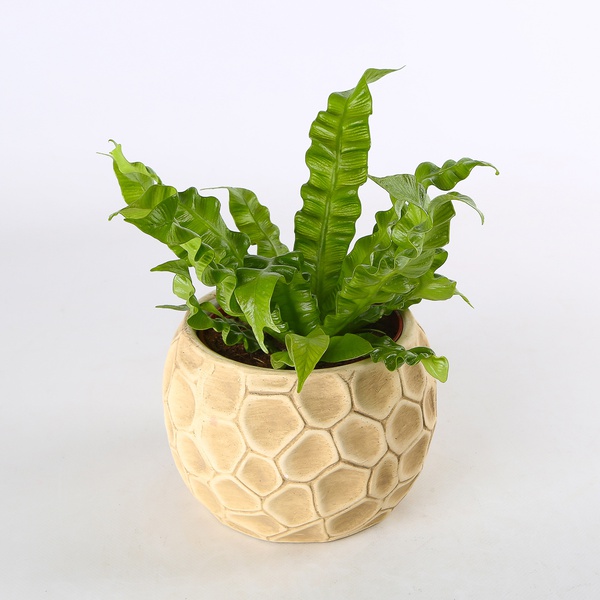 Asplenium Crispy Wave