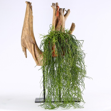 Ріпсаліс (Rhipsalis Baccifera)
