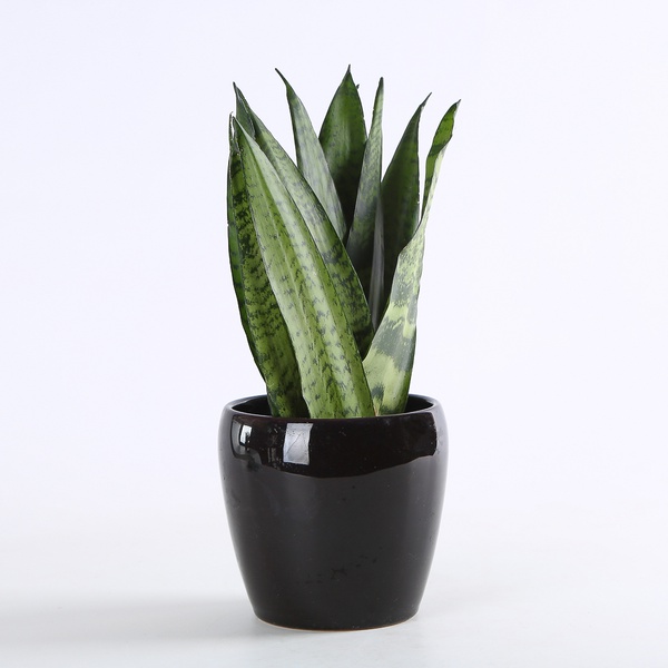 Sansivieria Zeylanica