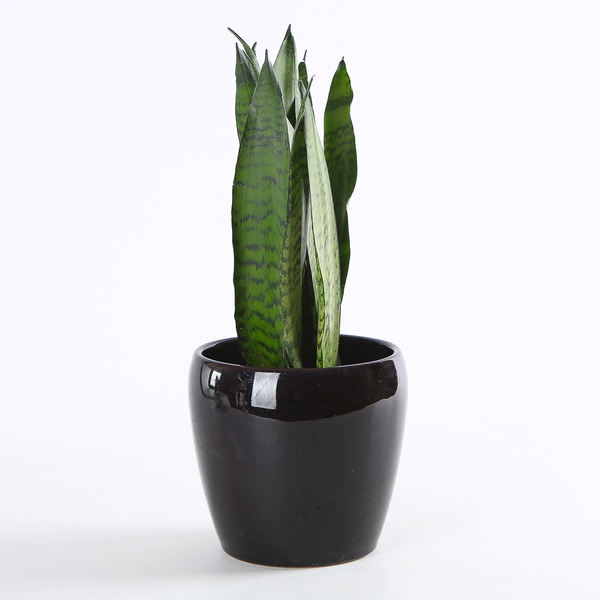 Sansivieria Zeylanica