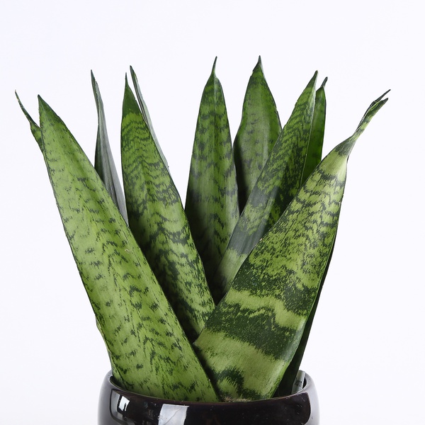 Sansivieria Zeylanica