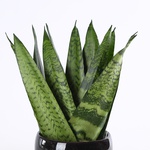 Sansivieria Zeylanica