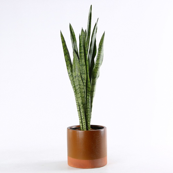 Sansevieria Zeylanica