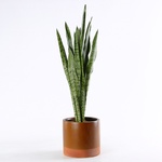 Sansevieria Zeylanica