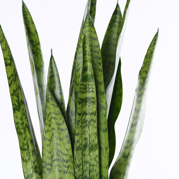 Sansevieria Zeylanica